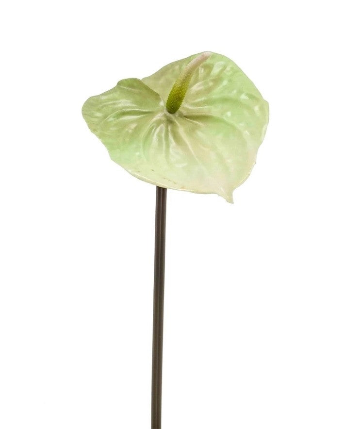 Anthurium, Light Green 65cm