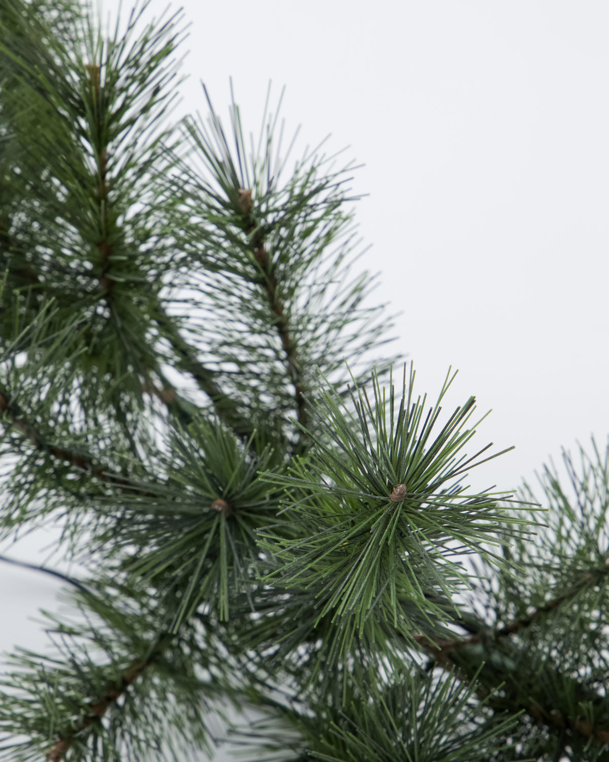 Havukranssi puolikas 2 kokoa