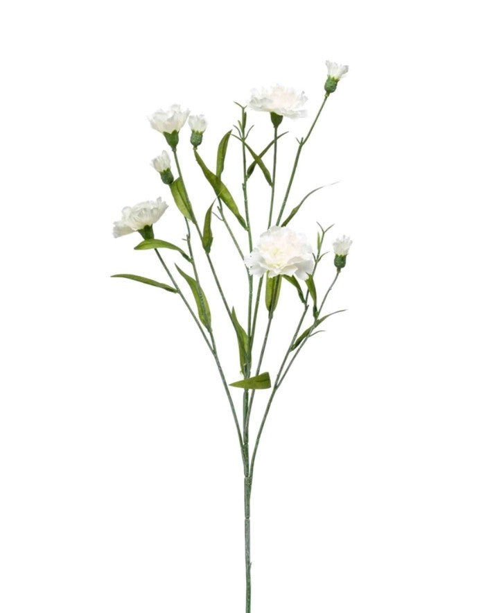 Dianthus Mini, Cream 70cm