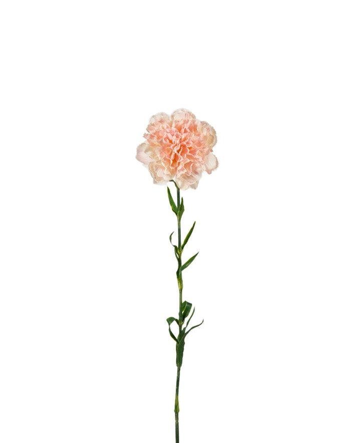 Dianthus, Peach 67cm