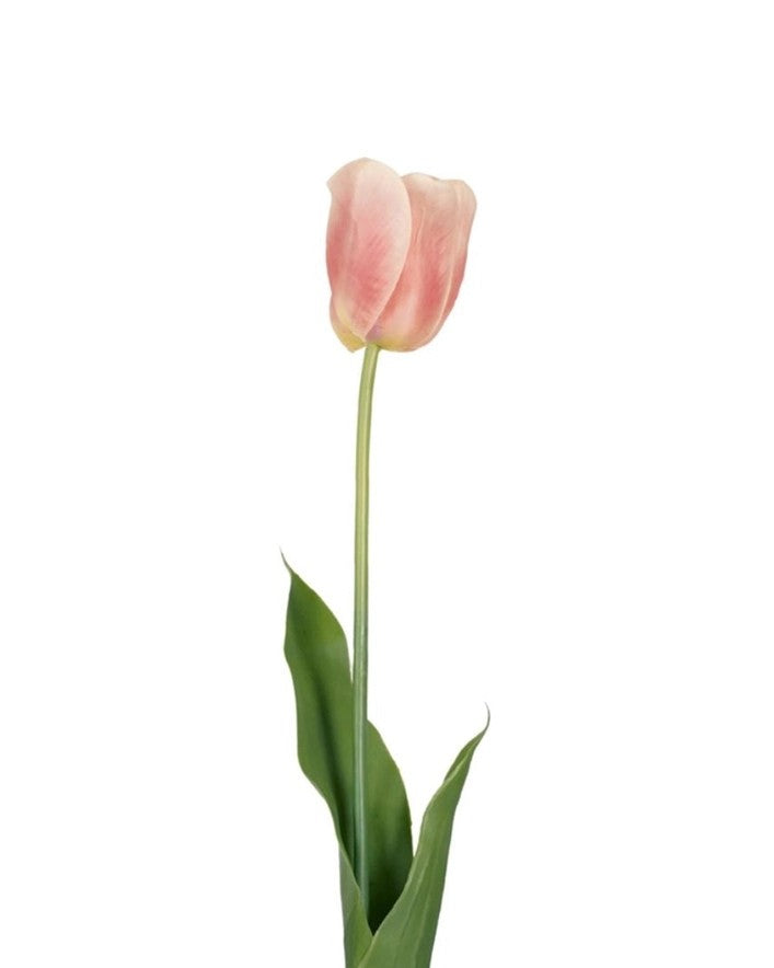 Tulip France, Light Pink 66cm